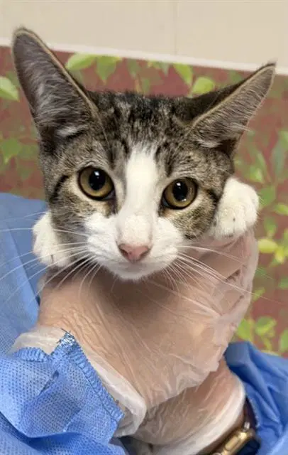 Cashmere - Domestic Short Hair