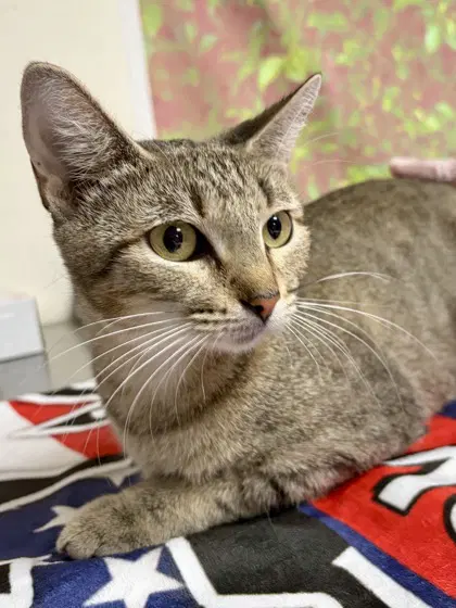 Buttons - Domestic Short Hair