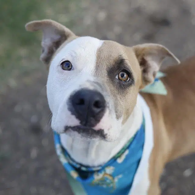 Honeybun - American Bulldog