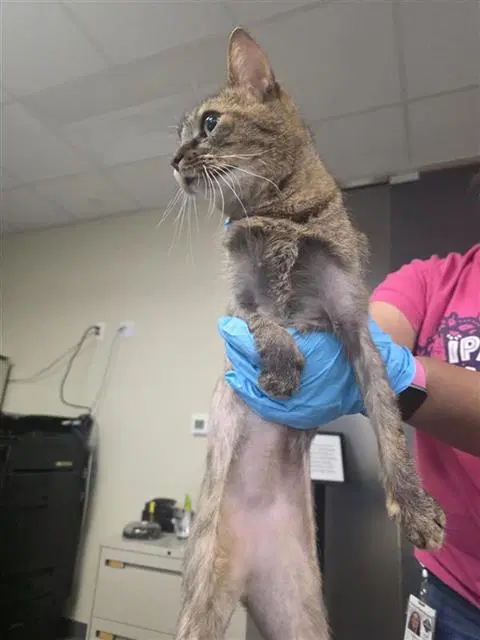 Ripley - Domestic Short Hair