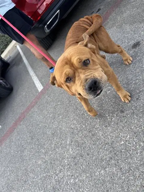 Syxx - Mastiff