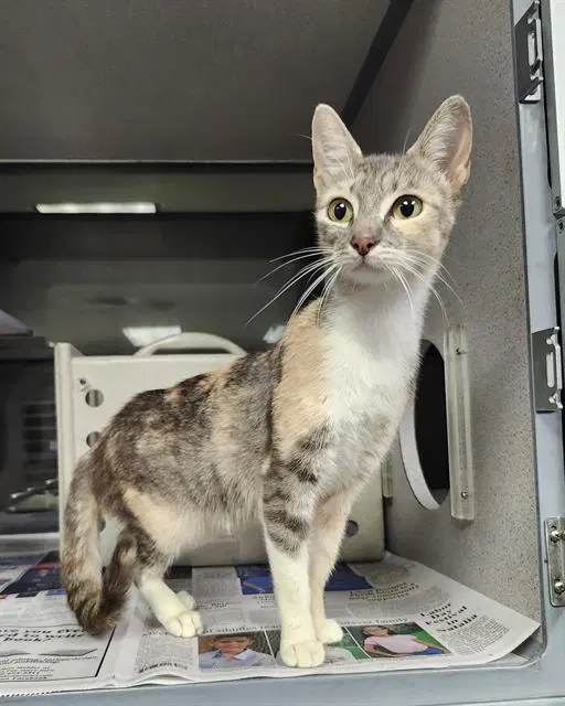 Seline - Domestic Short Hair