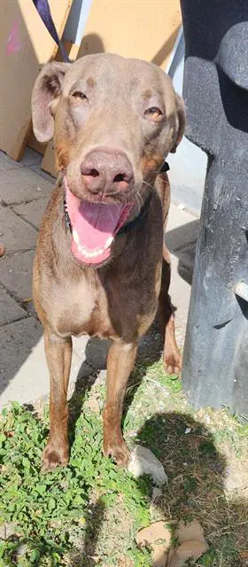 Davy - Doberman Pinscher
