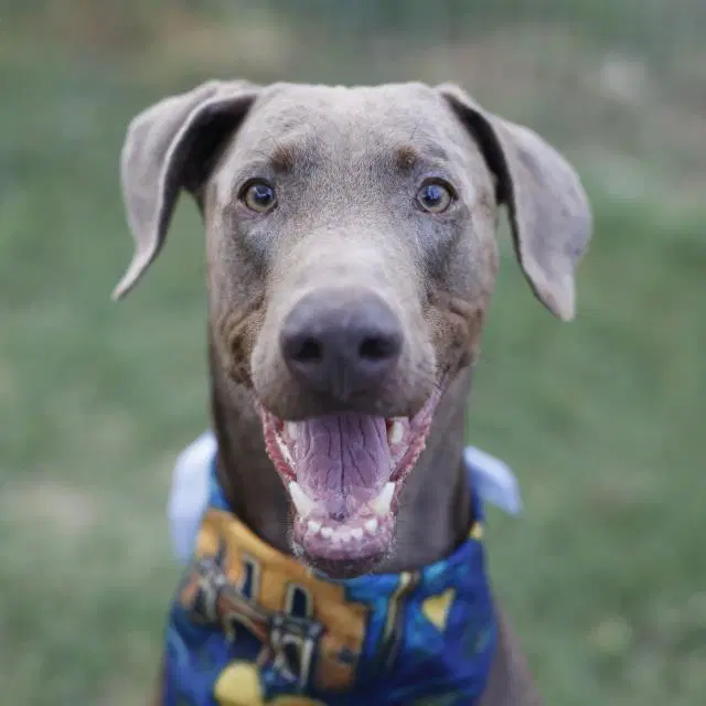 Davy - Doberman Pinscher