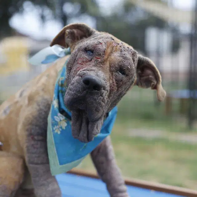 Chloe - Chinese Shar-Pei