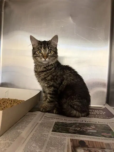 Jaysin - Domestic Short Hair