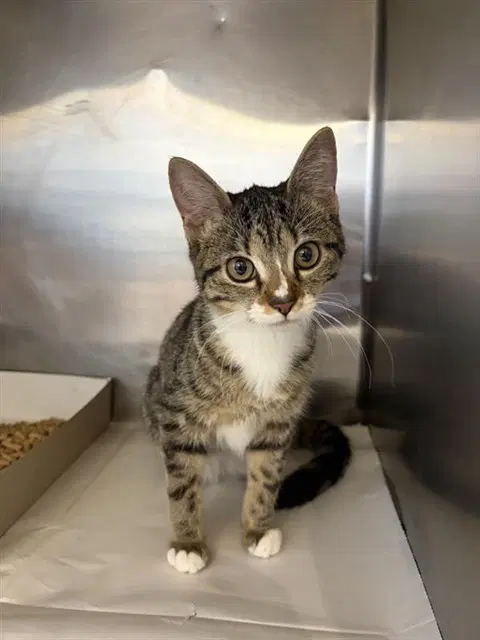 Velma - Domestic Short Hair