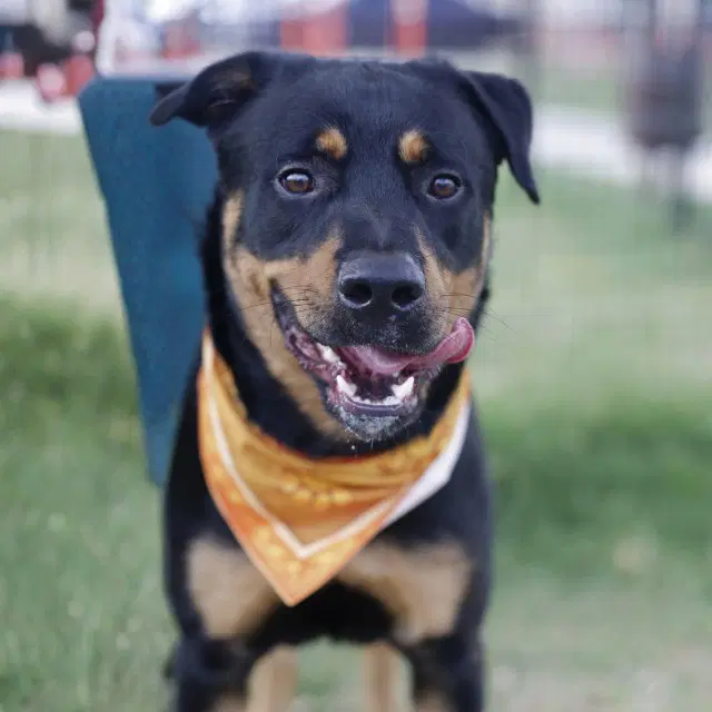 Charles Douglas - Rottweiler