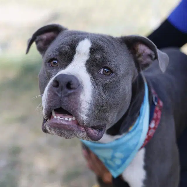 Rocky - American Staffordshire Terrier
