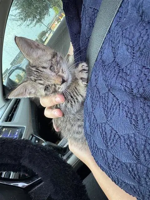 Ham - Domestic Short Hair