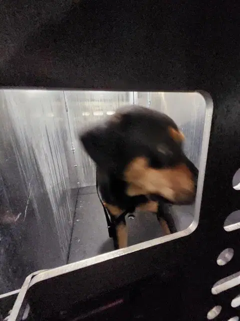 Mary - Doberman Pinscher