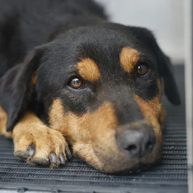 Mary - Doberman Pinscher