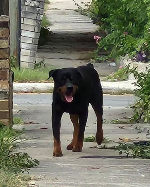 Unknown - Rottweiler