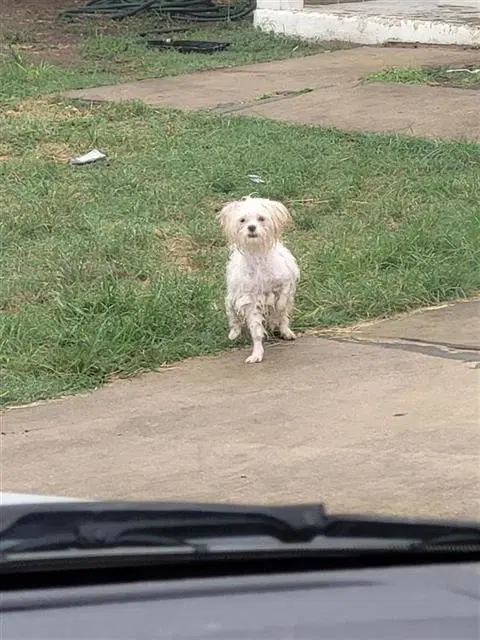 Bonbon - Poodle (Miniature)