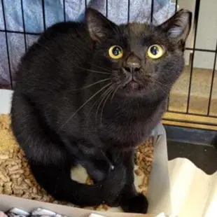 Venus - Domestic Short Hair