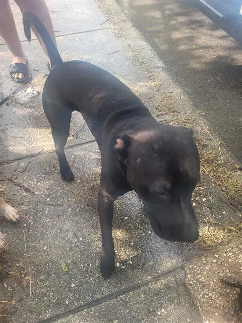 Milo - American Staffordshire Terrier