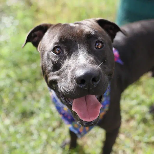 Milo - American Staffordshire Terrier