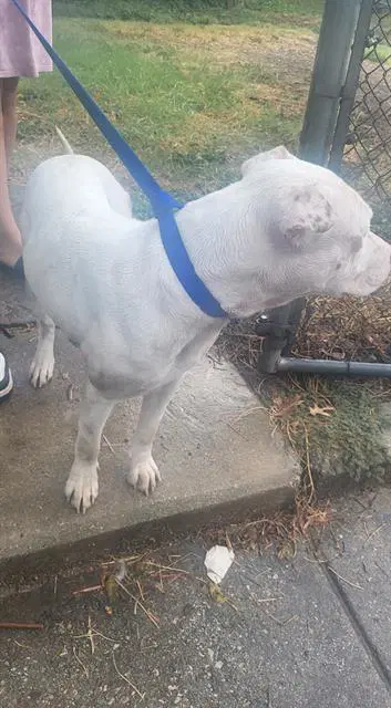 Cooper - American Staffordshire Terrier