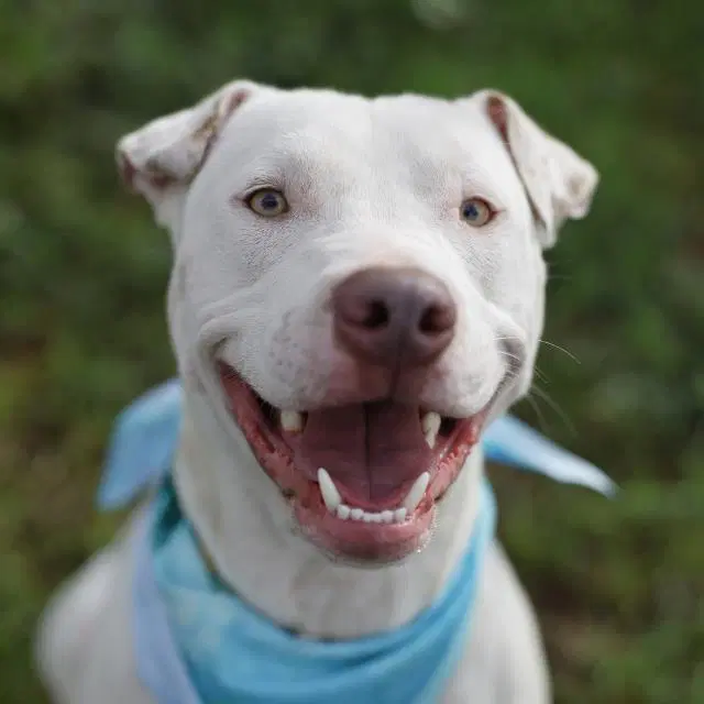 Cooper - American Staffordshire Terrier