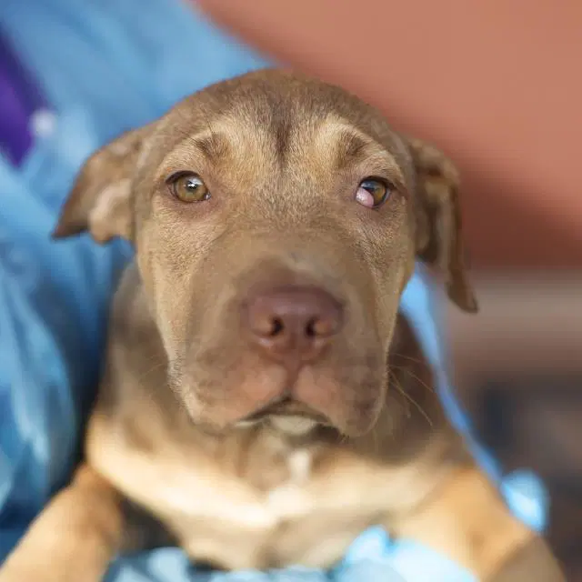 Sadie - American Staffordshire Terrier