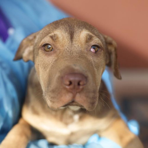 SADIE, a dog for adoption from San Antonio Animal Care Services