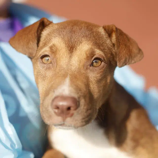 Ruby - American Staffordshire Terrier
