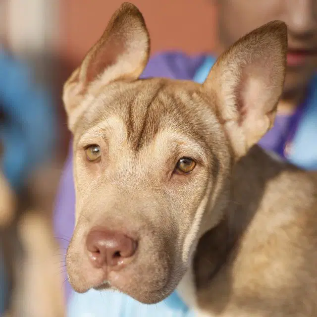 Penny - American Staffordshire Terrier