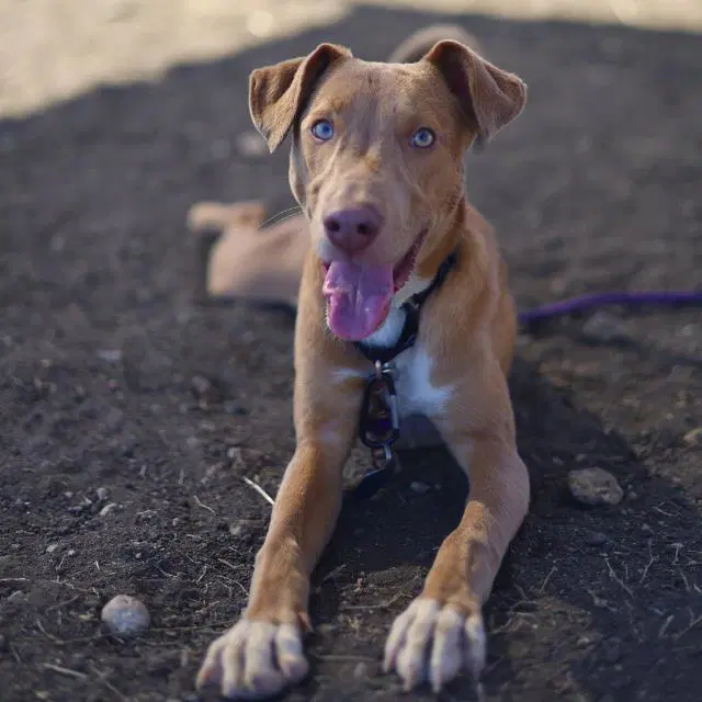 Stitch - Labrador Retriever