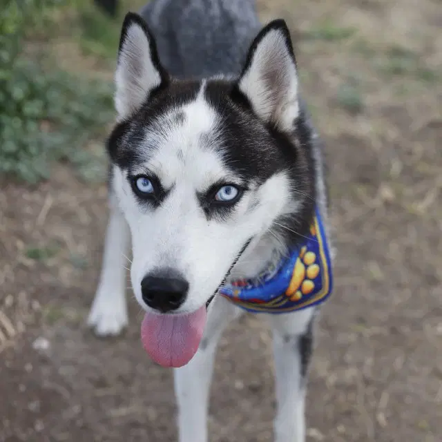 Honey - Husky
