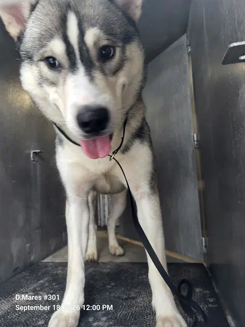 Spike - Husky