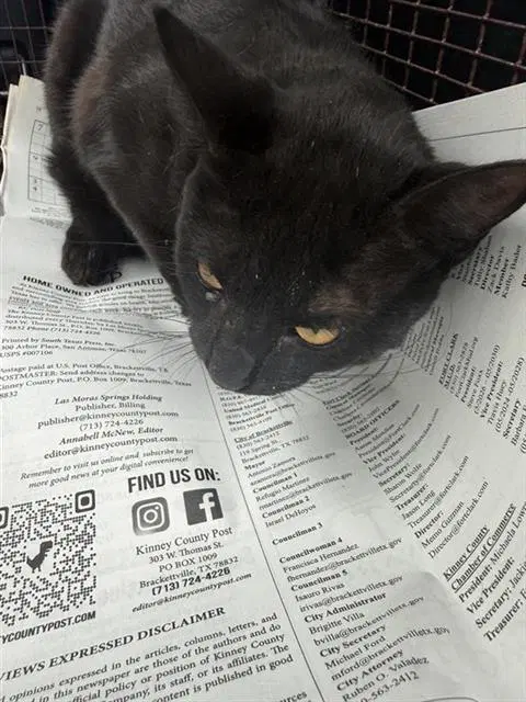 Midnight - Domestic Short Hair
