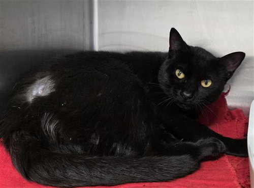 MIDNIGHT, a cat for adoption from San Antonio Animal Care Services