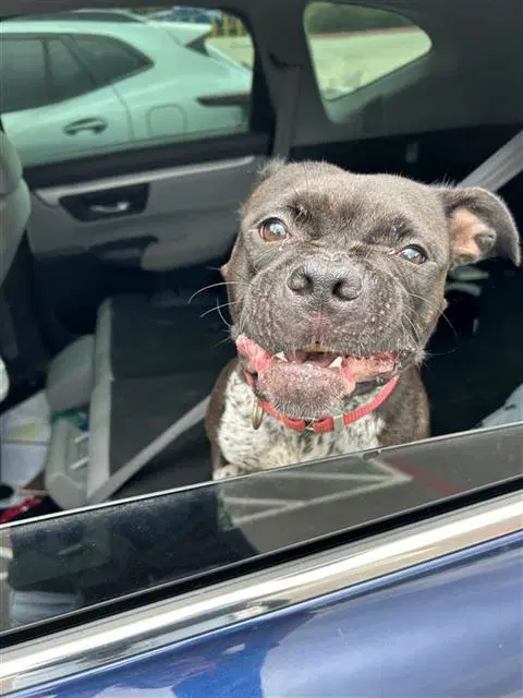 Jolene - American Bulldog