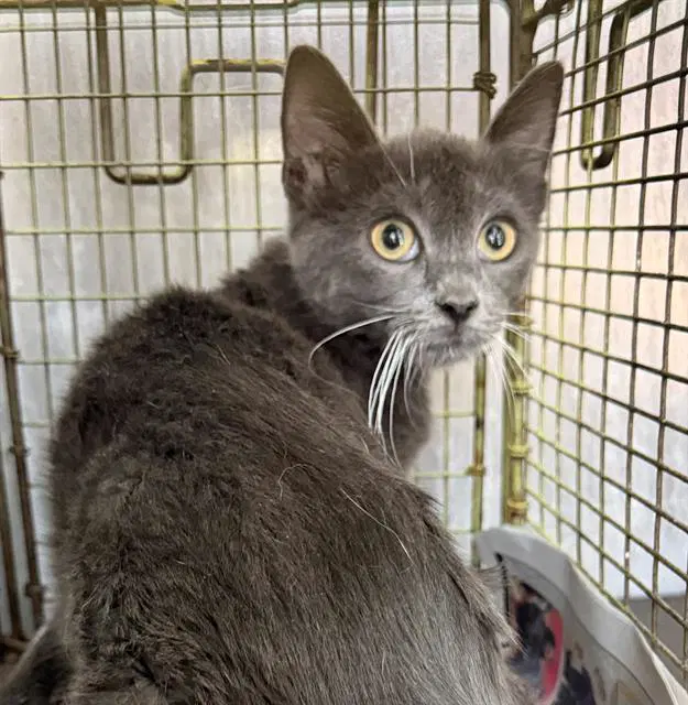 Spooky - Domestic Medium Hair