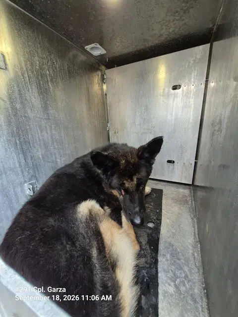 Sadie - German Shepherd Dog