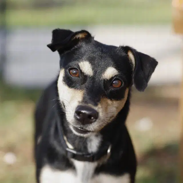 Misty - Chihuahua