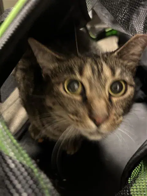 Mama Girl - Domestic Short Hair