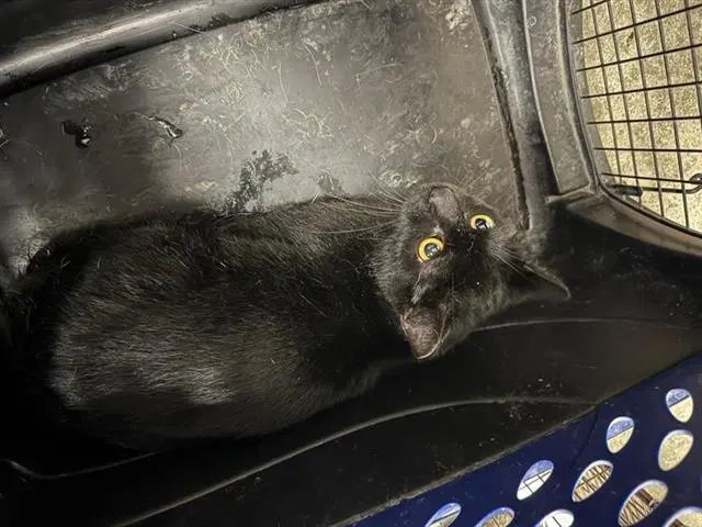 Toes - Domestic Short Hair