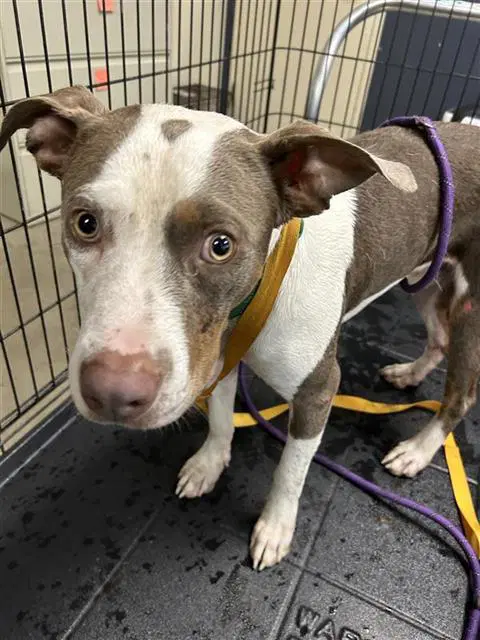 Winnie - American Staffordshire Terrier