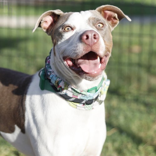 WINNIE, a dog for adoption from San Antonio Animal Care Services