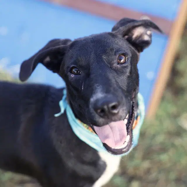 Penelope - American Staffordshire Terrier