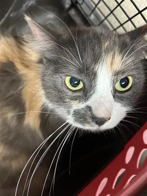 Valka - Domestic Medium Hair
