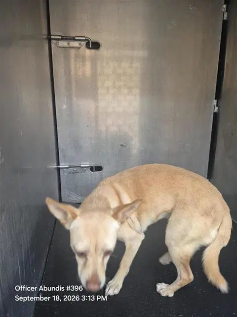 Paquita - Chihuahua