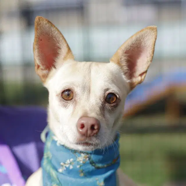 Paquita - Chihuahua