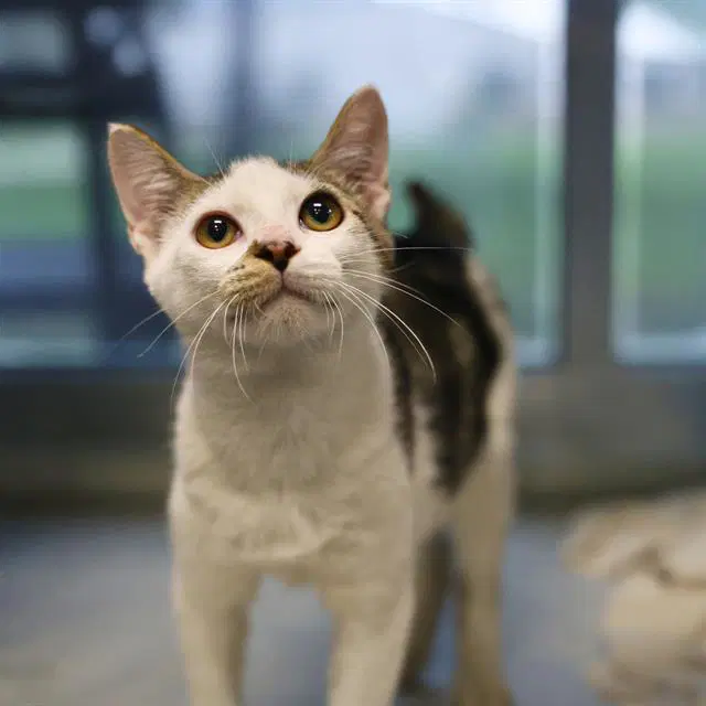 Miguel - Domestic Short Hair