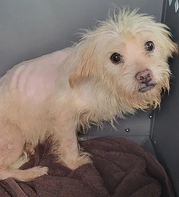 Butter - Maltese
