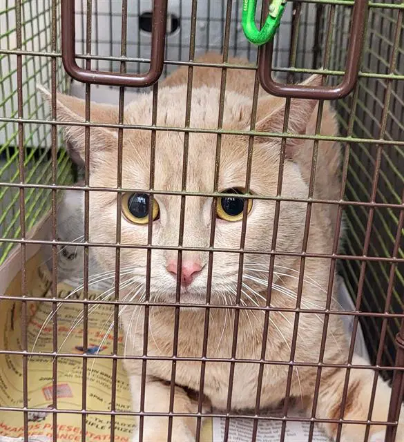 Darius - Domestic Short Hair