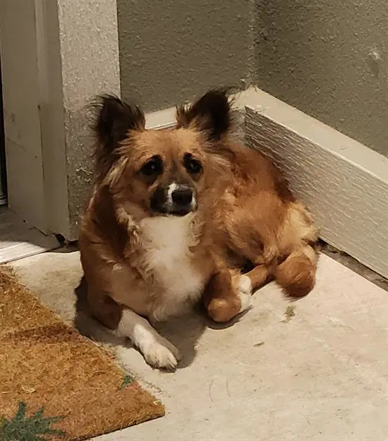 Peri - Papillon