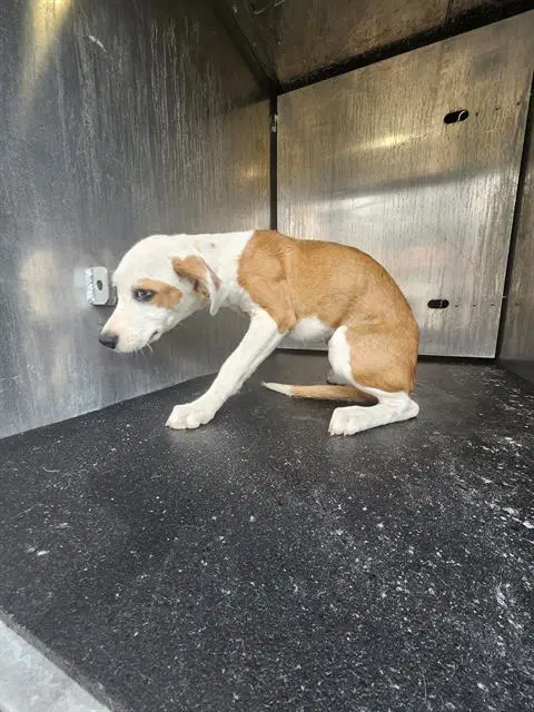 Chomper - Hound