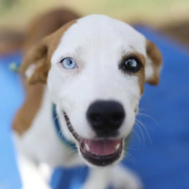 Chomper - Hound